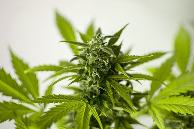 marijuana-3065611_640.jpg