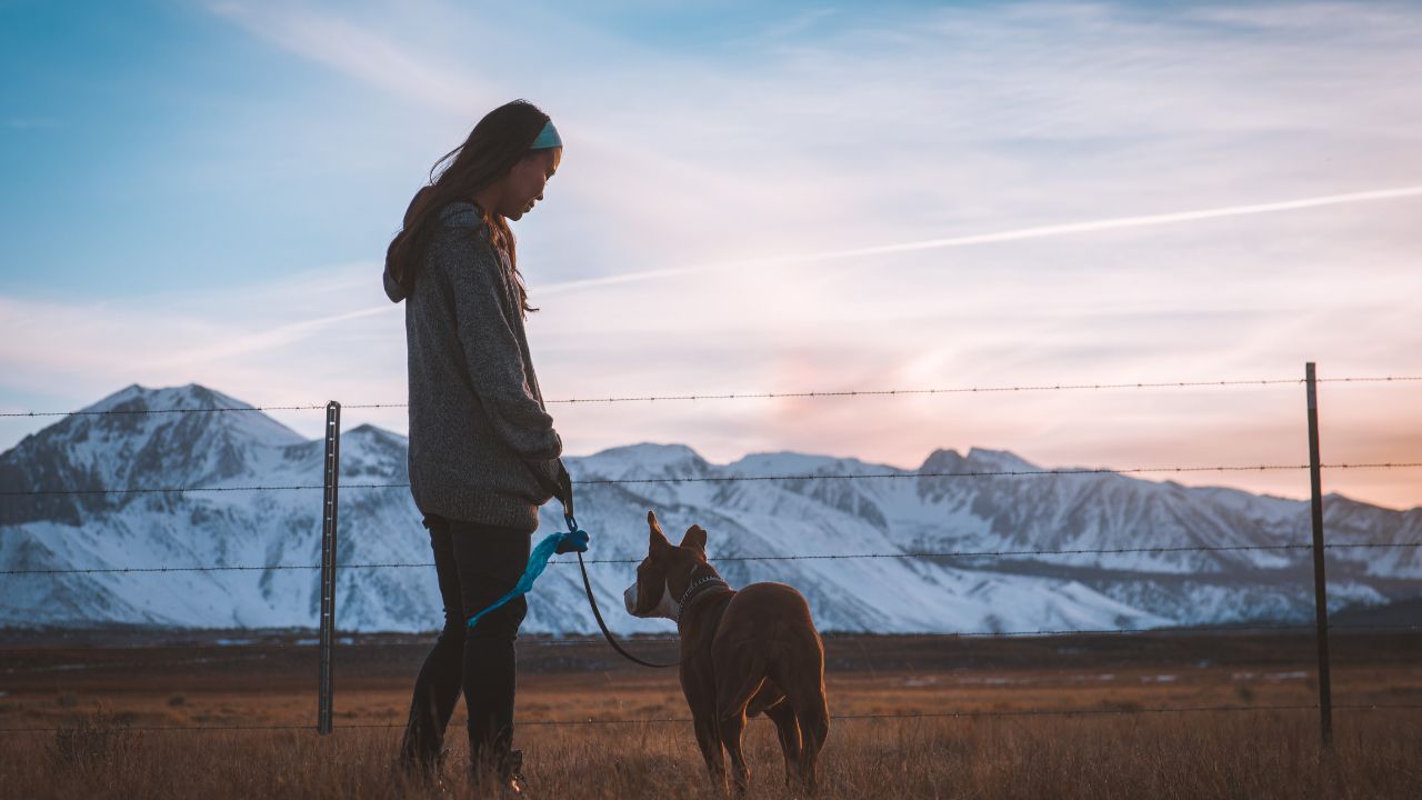 Building a Better Recall - Proven Strategies to Keep Your Puppy From Running Off
