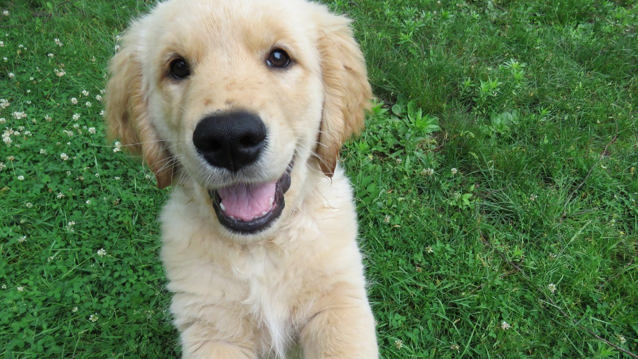 The Ultimate Guide to Puppy Training - Preventing Escapes and Running Away