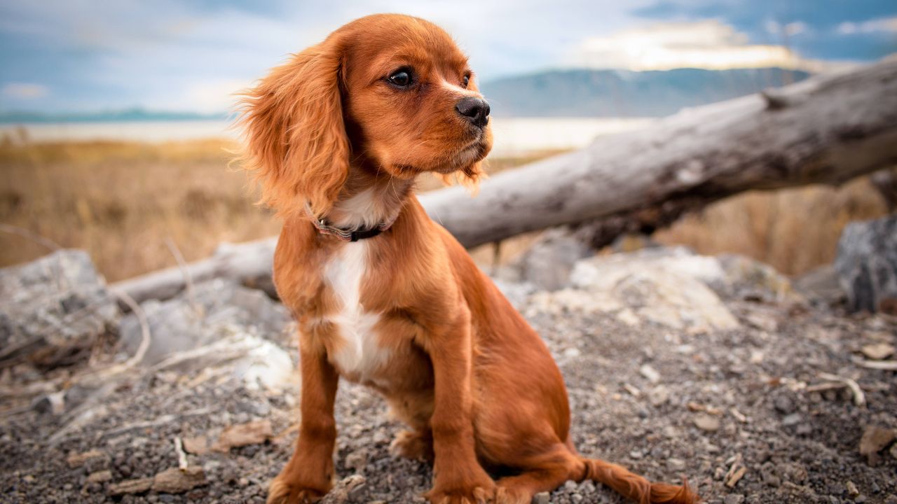 The Secret To Training Your Puppy To Stay Put And Stay Safe