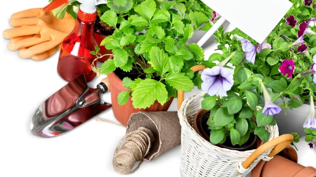 Tips For Planting a Perennial Flower Garden