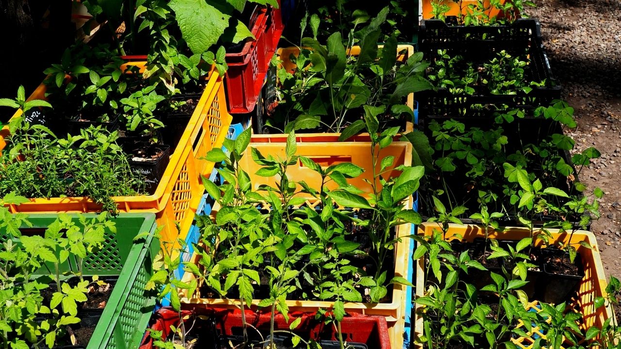 Tips For Growing Your Own Vegetable For Garden