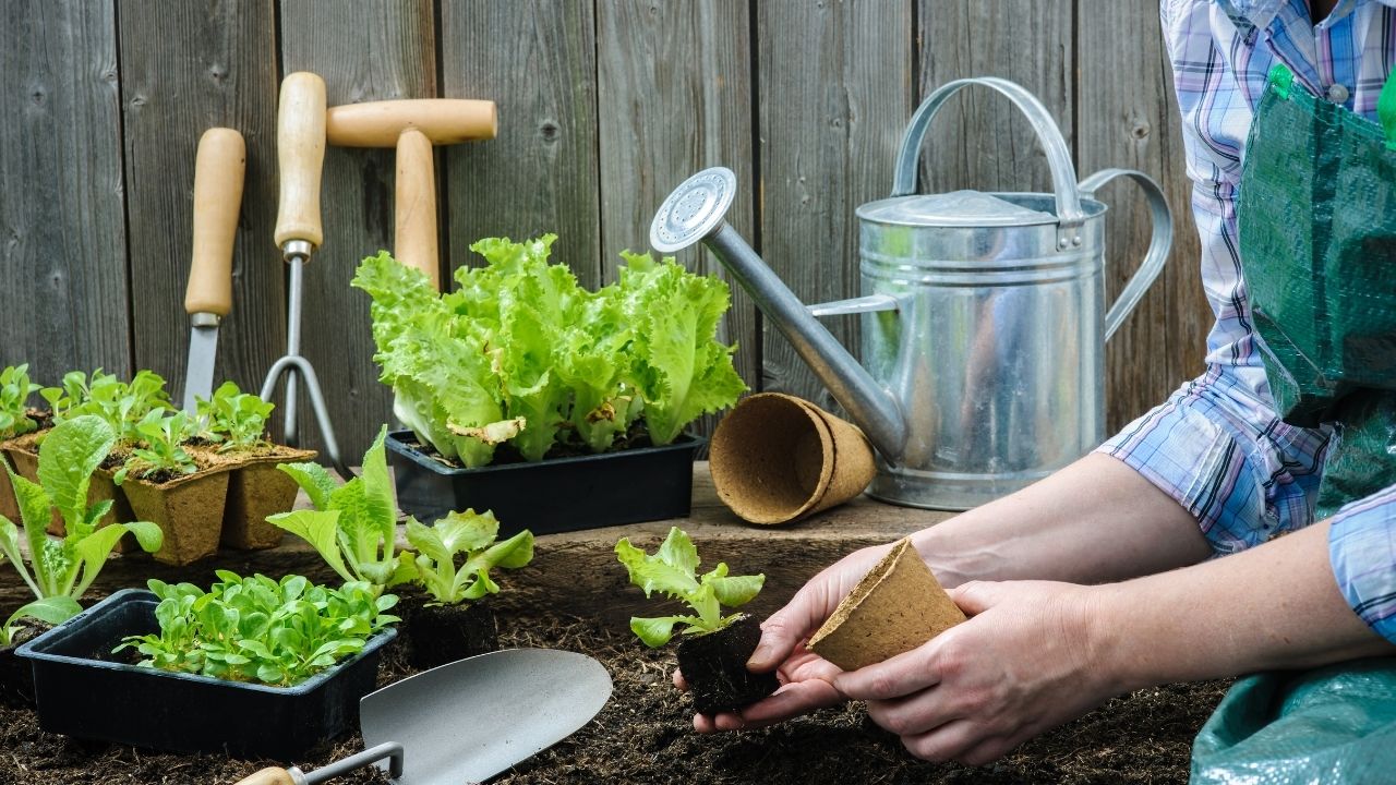 How to Grow More Leafy Greens For Low Maintenance Vegetable Gardening