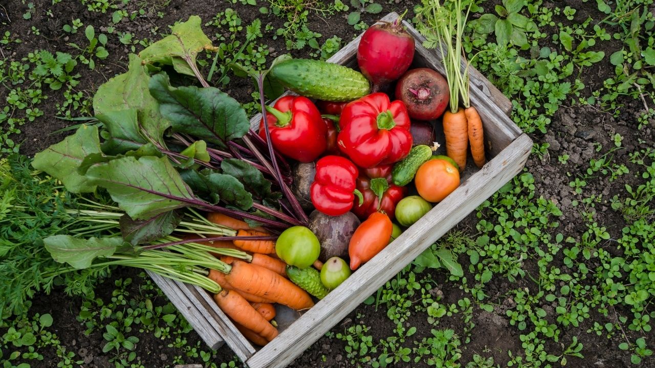 Easy Vegetables to Grow in a Garden