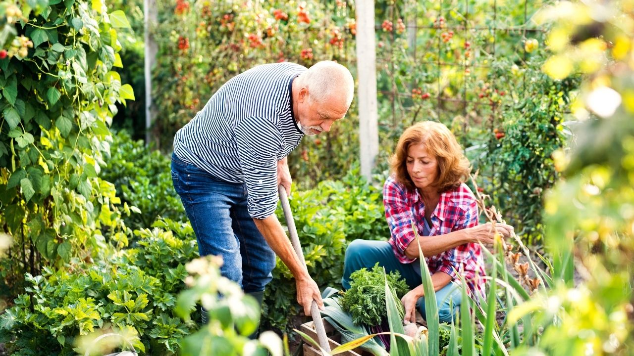 Beginner Gardening Vegetables